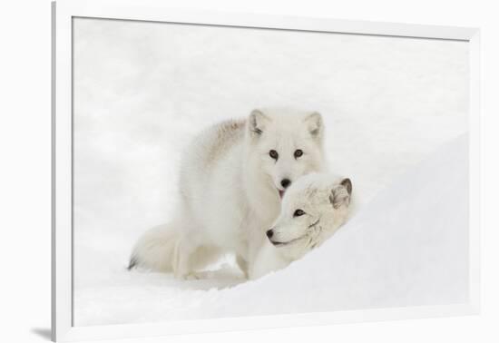 Arctic Fox in snow, Montana, Vulpes Fox.-Adam Jones-Framed Photographic Print