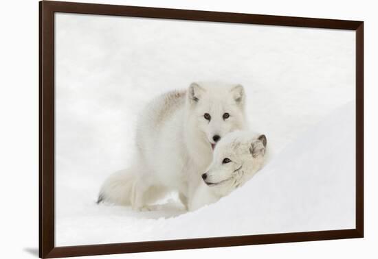 Arctic Fox in snow, Montana, Vulpes Fox.-Adam Jones-Framed Photographic Print