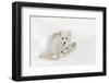 Arctic Fox in snow, Montana, Vulpes Fox.-Adam Jones-Framed Photographic Print