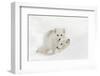 Arctic Fox in snow, Montana, Vulpes Fox.-Adam Jones-Framed Photographic Print