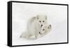 Arctic Fox in snow, Montana, Vulpes Fox.-Adam Jones-Framed Stretched Canvas