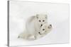 Arctic Fox in snow, Montana, Vulpes Fox.-Adam Jones-Stretched Canvas