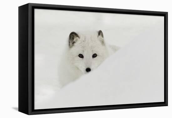 Arctic Fox in snow, Montana.-Adam Jones-Framed Stretched Canvas