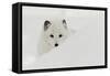 Arctic Fox in snow, Montana.-Adam Jones-Framed Stretched Canvas