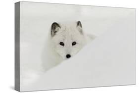 Arctic Fox in snow, Montana.-Adam Jones-Stretched Canvas