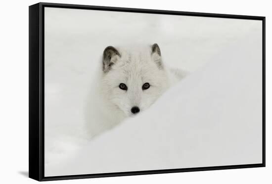 Arctic Fox in snow, Montana.-Adam Jones-Framed Stretched Canvas