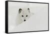 Arctic Fox in snow, Montana.-Adam Jones-Framed Stretched Canvas