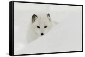 Arctic Fox in snow, Montana.-Adam Jones-Framed Stretched Canvas