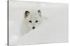 Arctic Fox in snow, Montana.-Adam Jones-Stretched Canvas