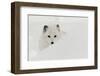 Arctic Fox in snow, Montana.-Adam Jones-Framed Photographic Print