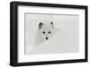 Arctic Fox in snow, Montana.-Adam Jones-Framed Photographic Print