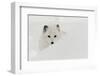 Arctic Fox in snow, Montana.-Adam Jones-Framed Photographic Print