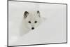 Arctic Fox in snow, Montana.-Adam Jones-Mounted Photographic Print