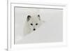 Arctic Fox in snow, Montana.-Adam Jones-Framed Photographic Print