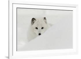 Arctic Fox in snow, Montana.-Adam Jones-Framed Photographic Print