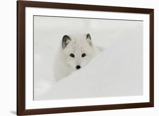Arctic Fox in snow, Montana.-Adam Jones-Framed Photographic Print