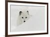 Arctic Fox in snow, Montana.-Adam Jones-Framed Photographic Print