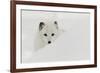 Arctic Fox in snow, Montana.-Adam Jones-Framed Photographic Print