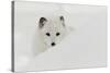 Arctic Fox in snow, Montana.-Adam Jones-Stretched Canvas