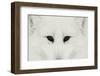 Arctic Fox in snow, Montana.-Adam Jones-Framed Photographic Print