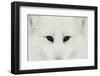 Arctic Fox in snow, Montana.-Adam Jones-Framed Photographic Print