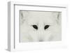 Arctic Fox in snow, Montana.-Adam Jones-Framed Photographic Print