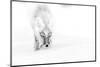 Arctic fox in snow, Wrangel Island, Far East Russia-Sergey Gorshkov-Mounted Photographic Print