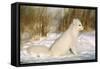 Arctic Fox in Snow-null-Framed Stretched Canvas