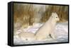 Arctic Fox in Snow-null-Framed Stretched Canvas