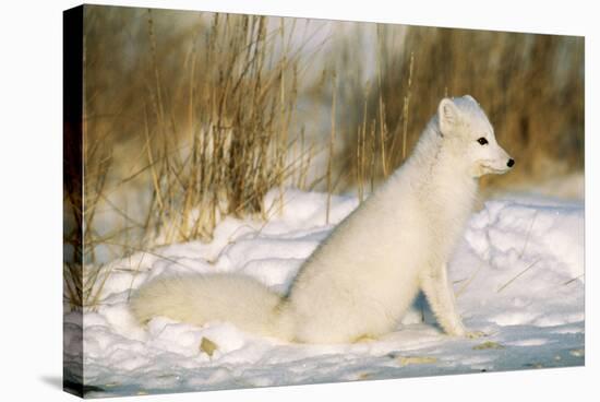 Arctic Fox in Snow-null-Stretched Canvas