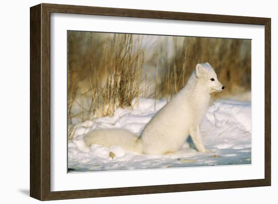 Arctic Fox in Snow-null-Framed Photographic Print