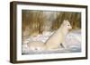 Arctic Fox in Snow-null-Framed Photographic Print