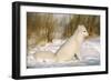 Arctic Fox in Snow-null-Framed Photographic Print