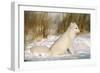 Arctic Fox in Snow-null-Framed Photographic Print