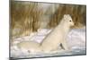 Arctic Fox in Snow-null-Mounted Photographic Print