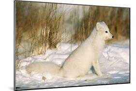 Arctic Fox in Snow-null-Mounted Photographic Print