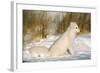 Arctic Fox in Snow-null-Framed Photographic Print