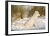 Arctic Fox in Snow-null-Framed Photographic Print