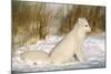 Arctic Fox in Snow-null-Mounted Photographic Print
