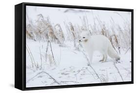 Arctic Fox in Winter Churchil Wildlife Management Area Churchill, Mb-Richard ans Susan Day-Framed Stretched Canvas