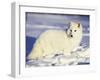 Arctic Fox in Winter Coat, Alaska, USA-Jim Zuckerman-Framed Photographic Print