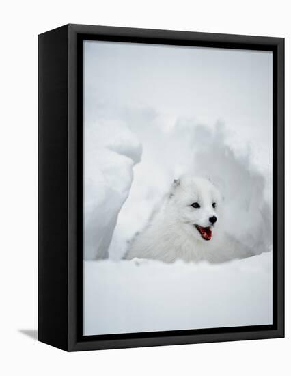 Arctic Fox in Winter Coat, Alaska, USA-Jim Zuckerman-Framed Stretched Canvas