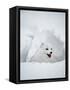 Arctic Fox in Winter Coat, Alaska, USA-Jim Zuckerman-Framed Stretched Canvas