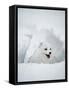 Arctic Fox in Winter Coat, Alaska, USA-Jim Zuckerman-Framed Stretched Canvas