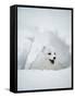 Arctic Fox in Winter Coat, Alaska, USA-Jim Zuckerman-Framed Stretched Canvas