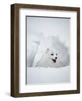 Arctic Fox in Winter Coat, Alaska, USA-Jim Zuckerman-Framed Photographic Print