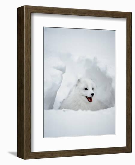 Arctic Fox in Winter Coat, Alaska, USA-Jim Zuckerman-Framed Photographic Print