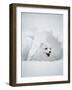 Arctic Fox in Winter Coat, Alaska, USA-Jim Zuckerman-Framed Photographic Print