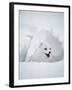 Arctic Fox in Winter Coat, Alaska, USA-Jim Zuckerman-Framed Photographic Print