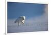 Arctic fox in winter coat, running across snow, Svalbard, Norway-Danny Green-Framed Photographic Print